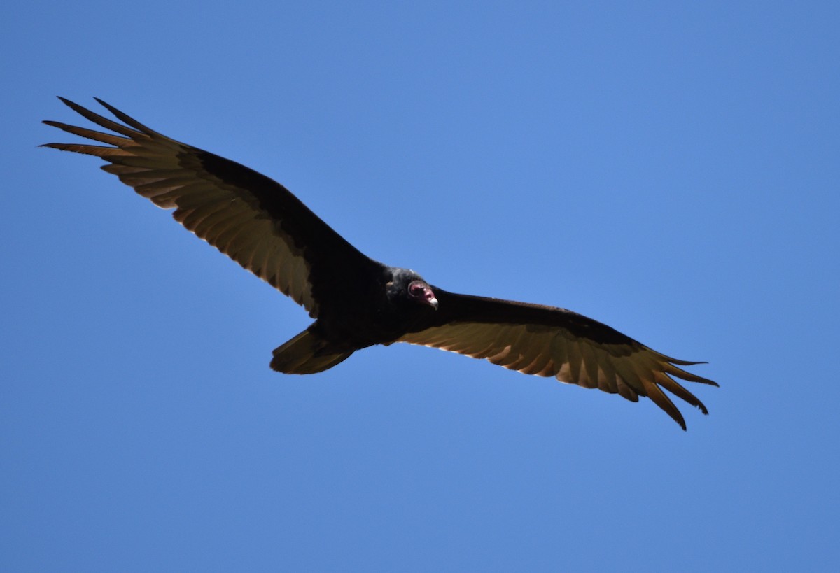 Turkey Vulture - ML451664481