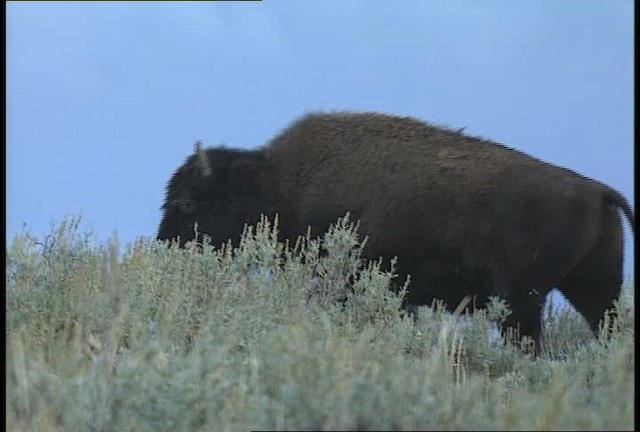 American bison - ML451667
