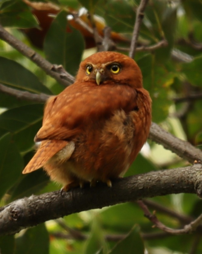 Costa Rican Pygmy-Owl - ML451667981