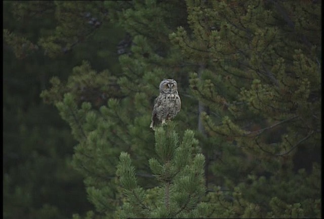Long-eared Owl (American) - ML451672