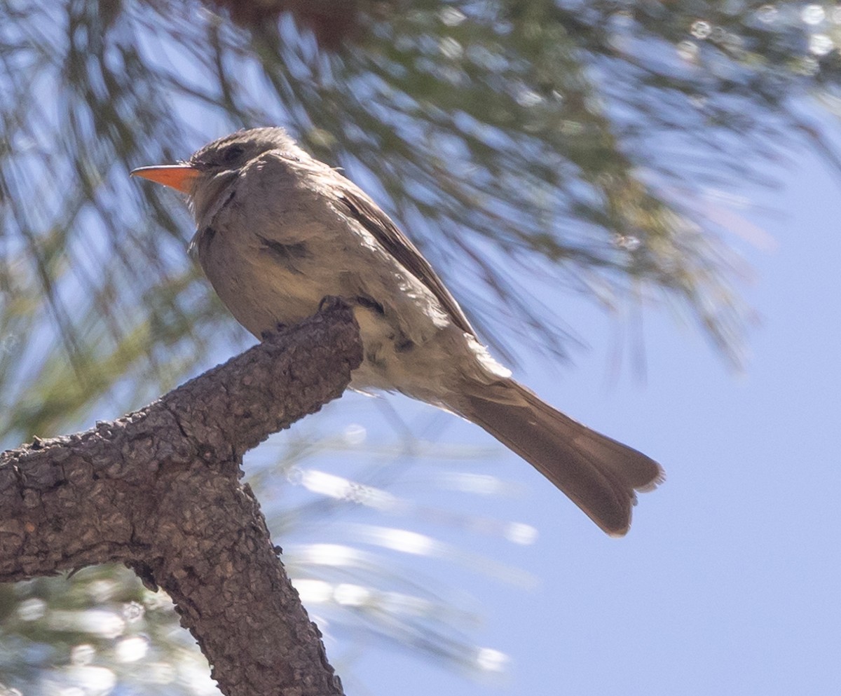 Greater Pewee - ML451672521