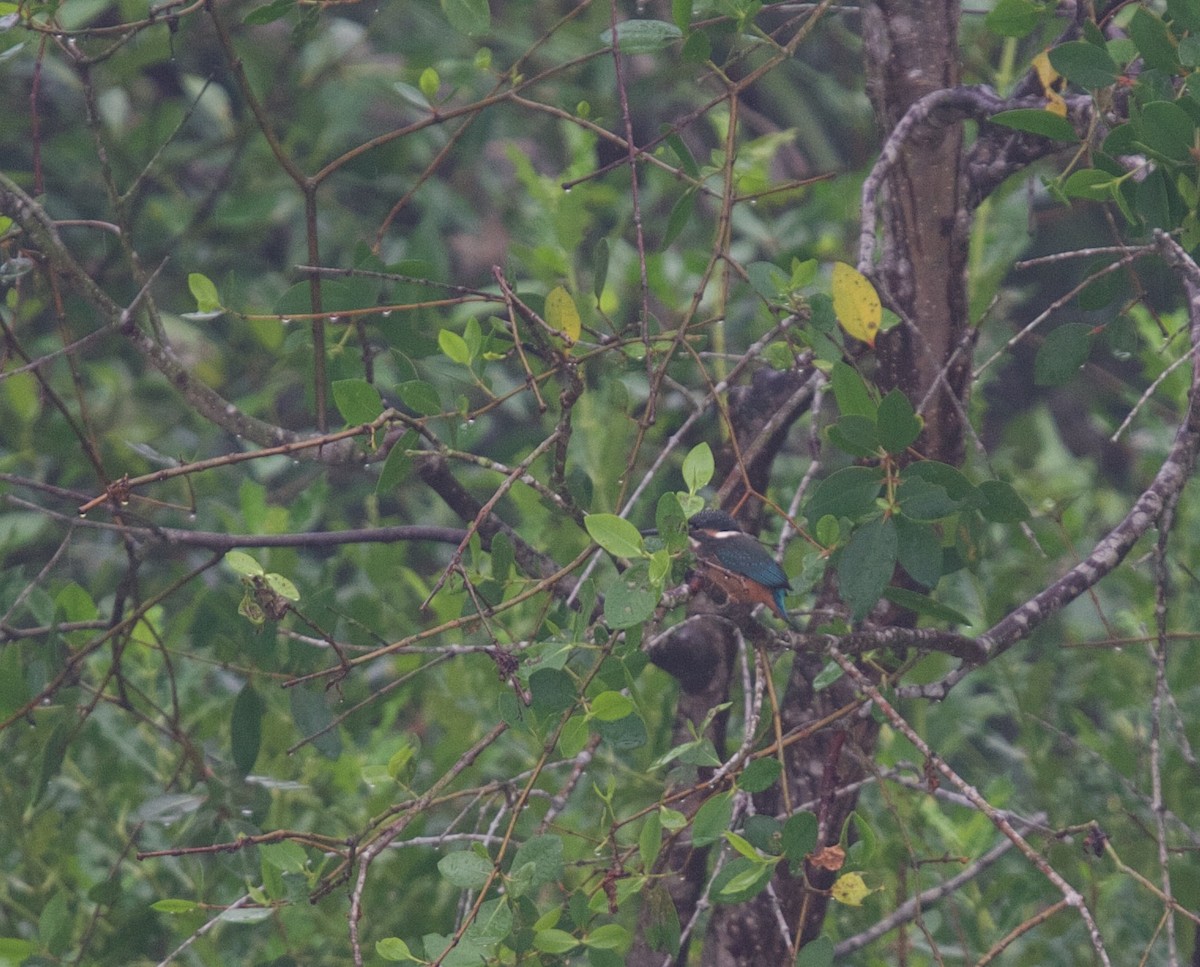 Common Kingfisher - Matt Brady