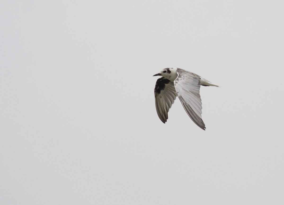 White-winged Tern - ML45169191
