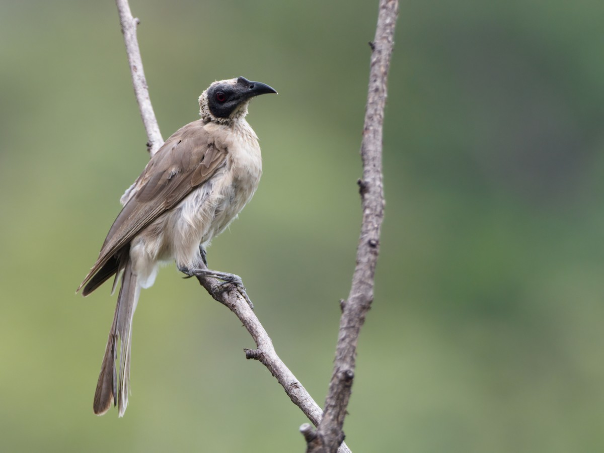 Silver-crowned Friarbird - ML451692401