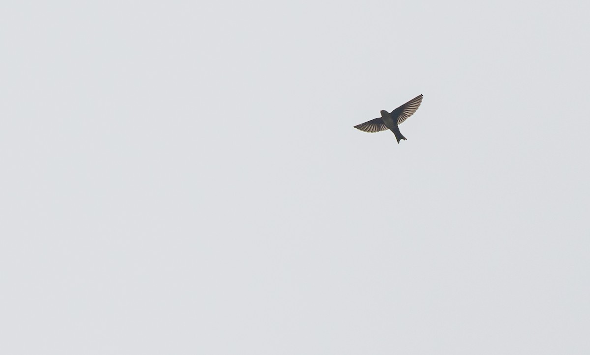 Pale-footed Swallow - ML451697081