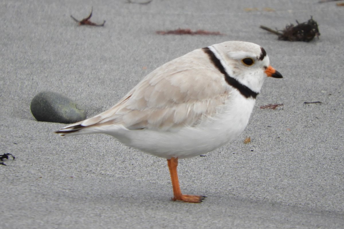 Piping Plover - ML451698911