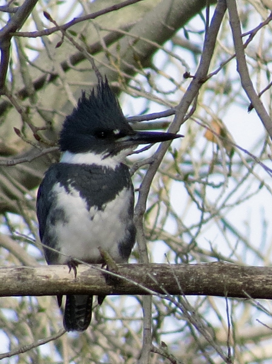 Belted Kingfisher - ML45169921