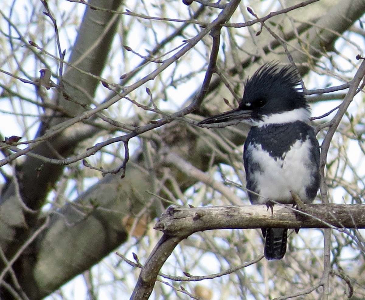 Belted Kingfisher - ML45169931