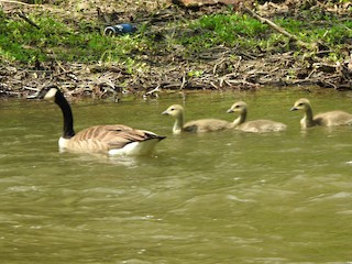 Canada Goose, ML451703711