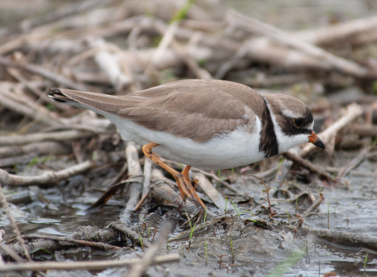 Semipalmated Plover - ML451705111