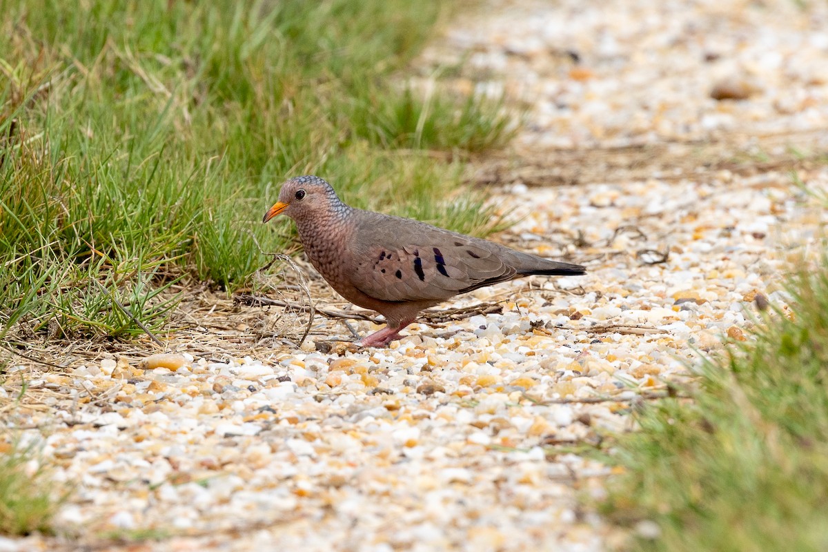 eBird Checklist 21 May 2022 Merritt Island NWRBlack Point