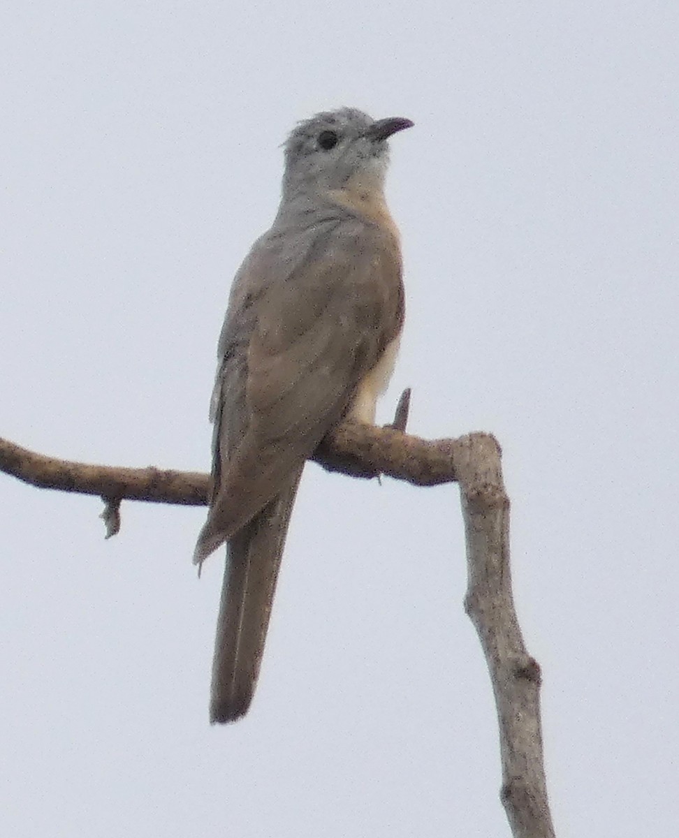 Brush Cuckoo (Australasian) - ML451707681