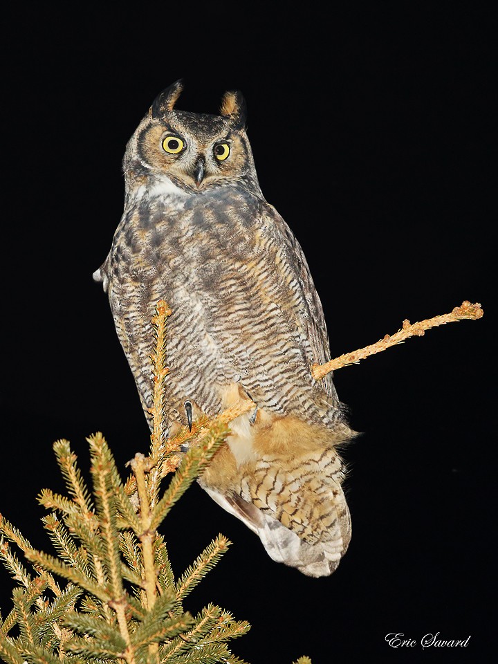 Great Horned Owl - ML45171151