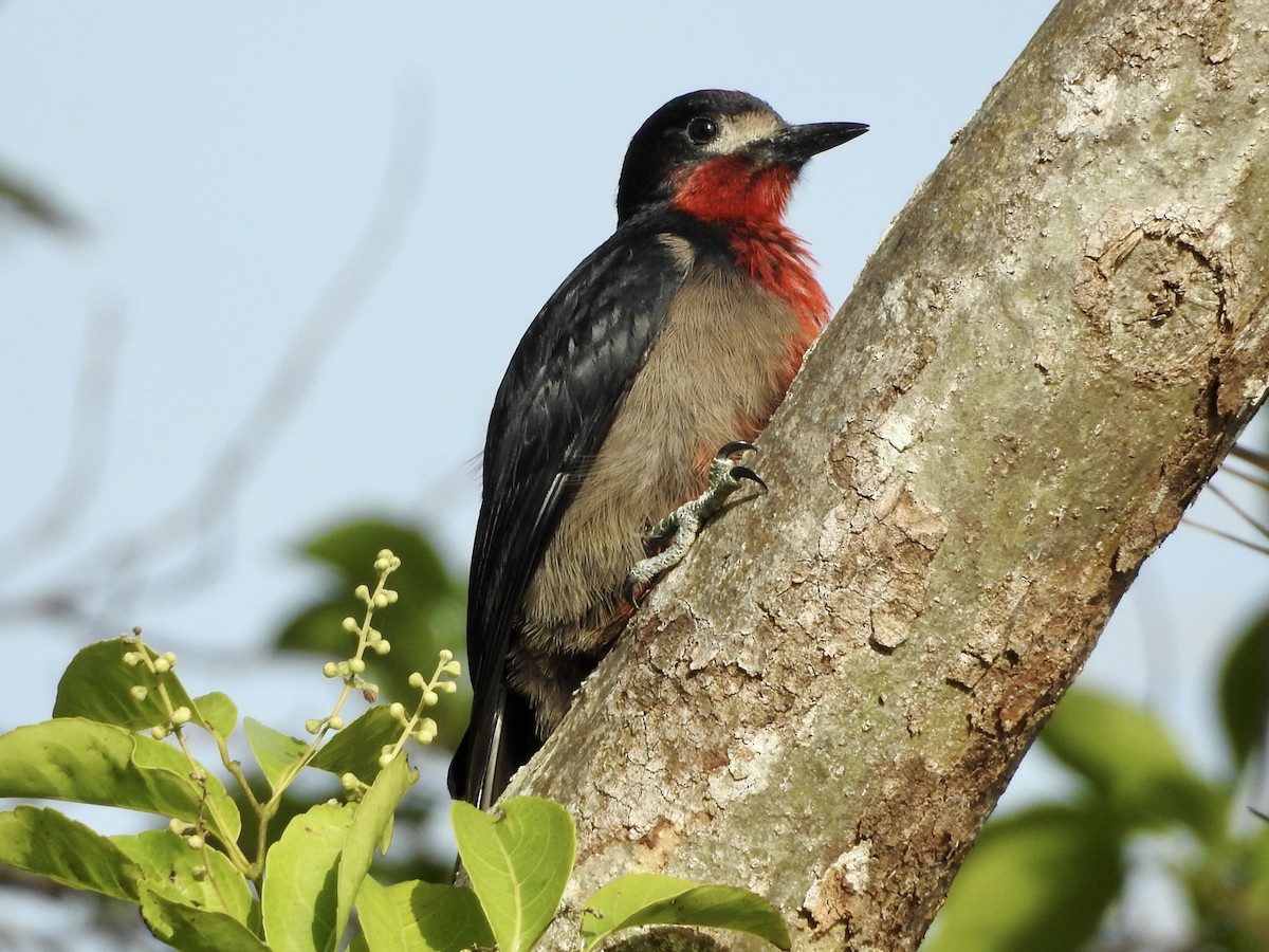 Puerto Rican Woodpecker - ML451713601