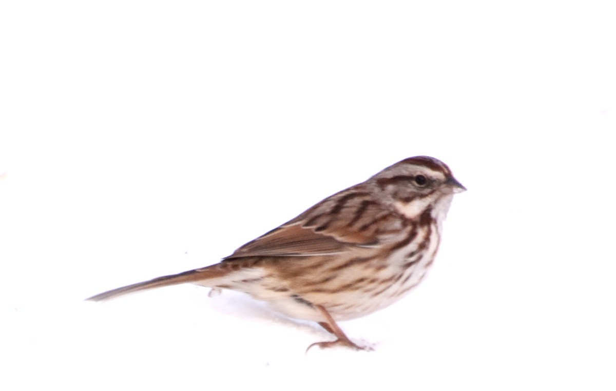 Song Sparrow (montana/merrilli) - Steven Mlodinow