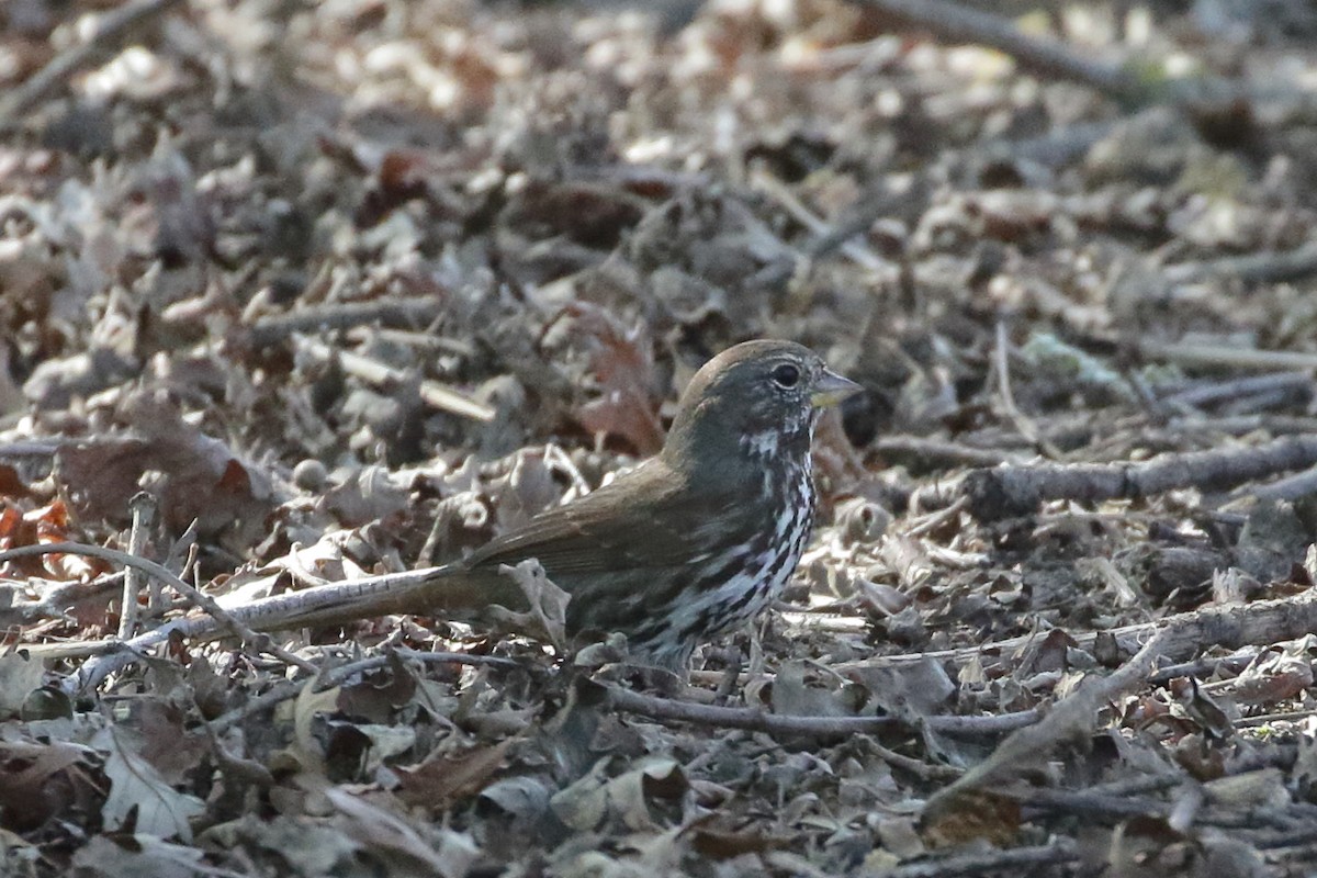 Fox Sparrow (Sooty) - ML451720171