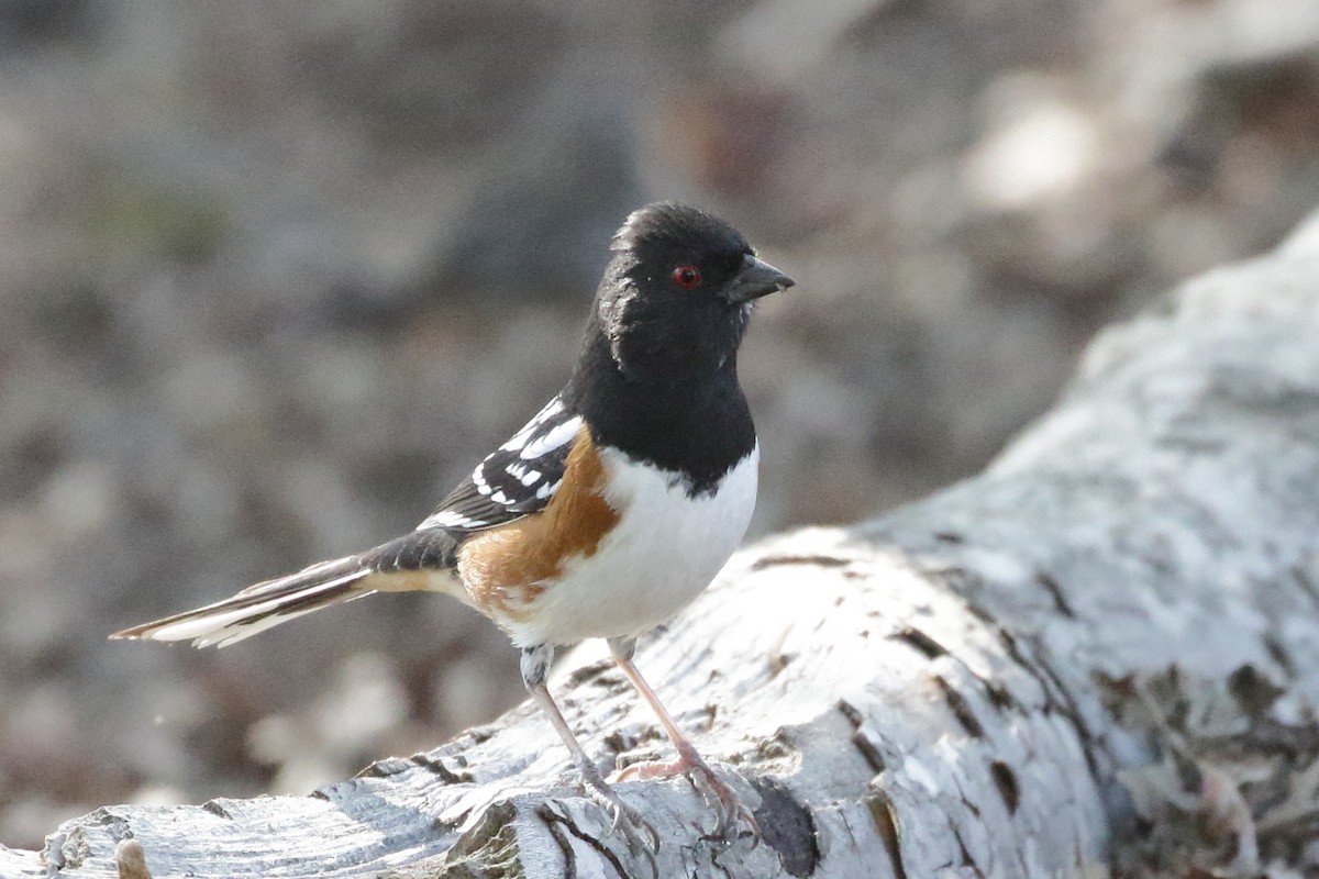 Spotted Towhee - ML451720331