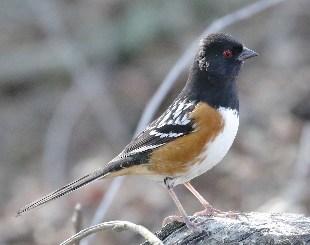 Spotted Towhee - ML451720451