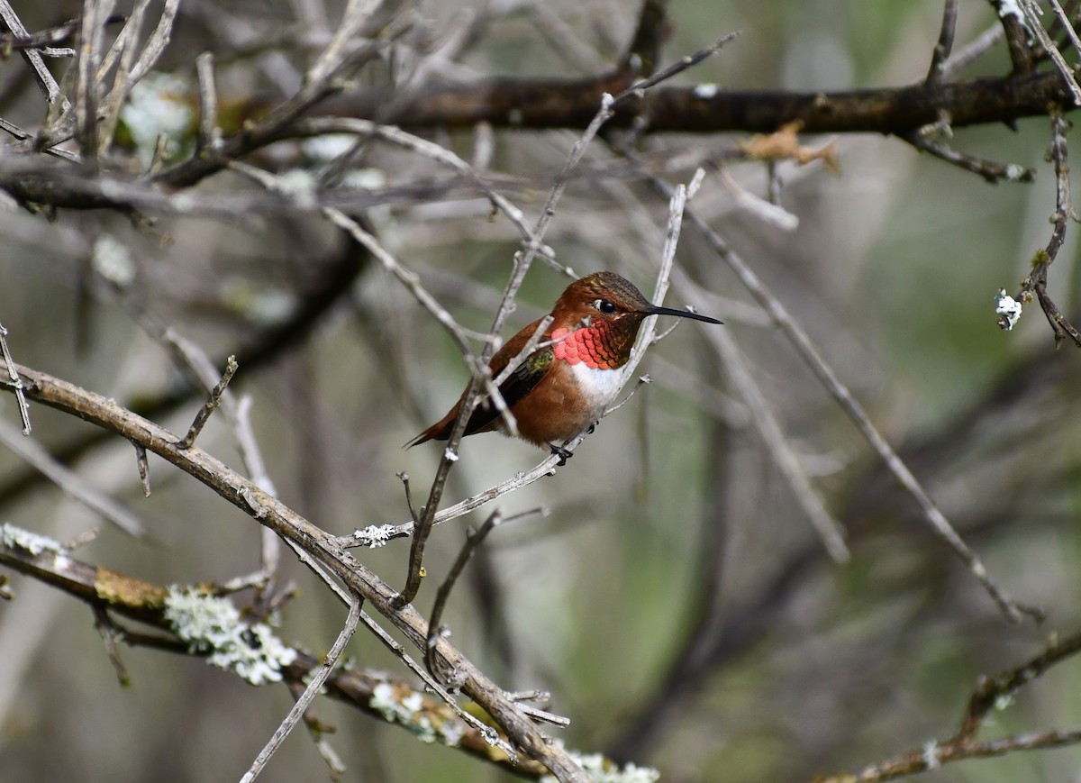 Rufous Hummingbird - ML451729701