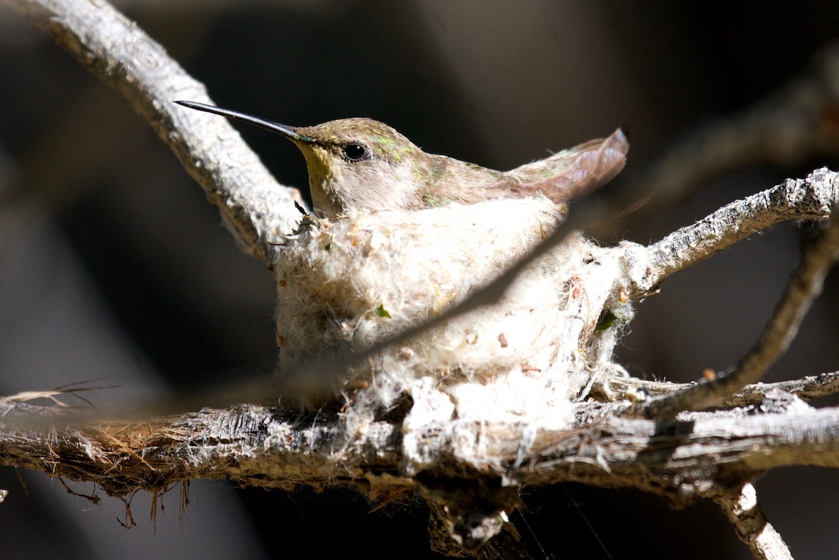 Costa's Hummingbird - ML45173731