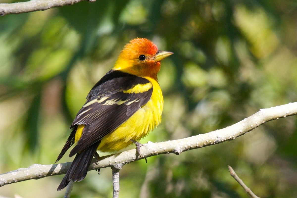 Western Tanager - ML45173831