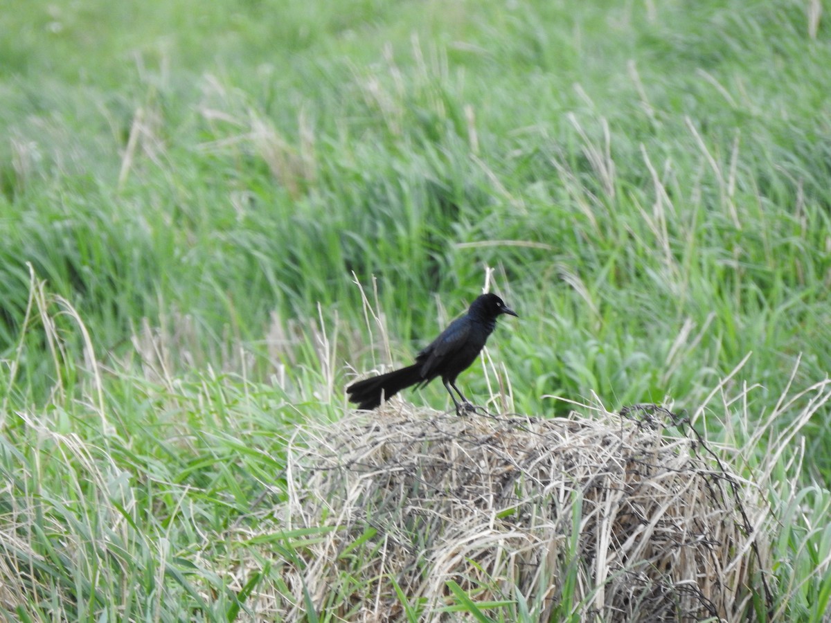 Great-tailed Grackle - ML451749761