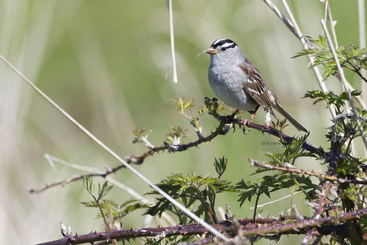 White-crowned Sparrow - ML451750361