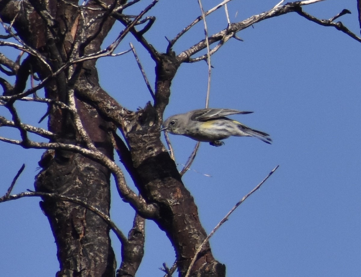 Yellow-rumped Warbler (Audubon's) - ML451750721