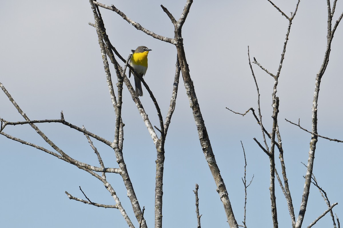 Yellow-breasted Chat - ML451750741