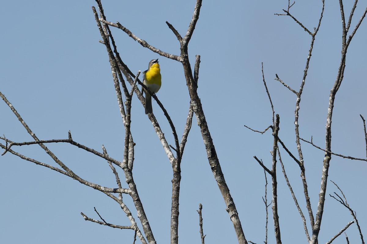 Yellow-breasted Chat - ML451750771