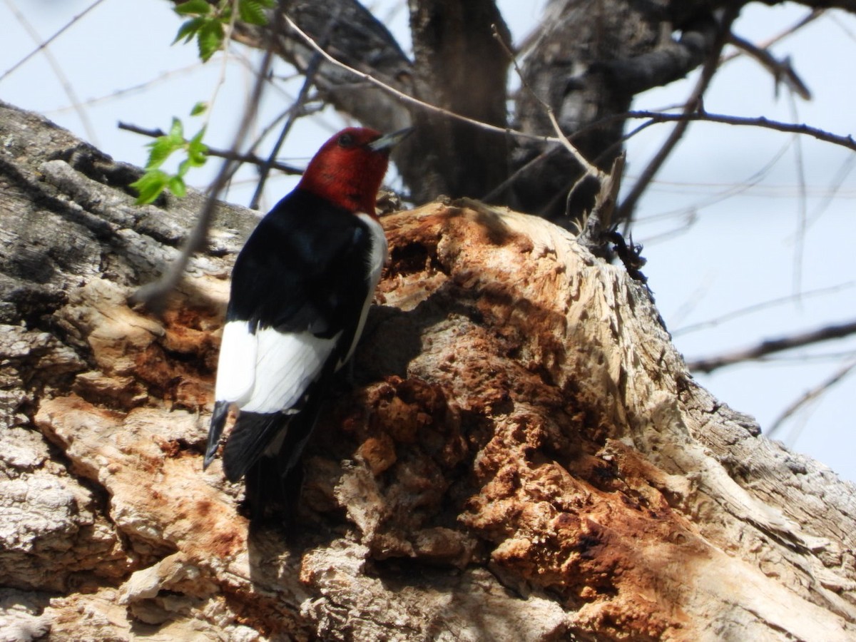 Red-headed Woodpecker - ML451752921