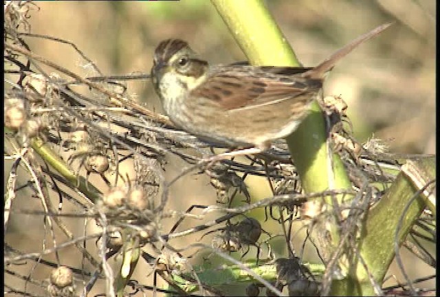 Swamp Sparrow - ML451756