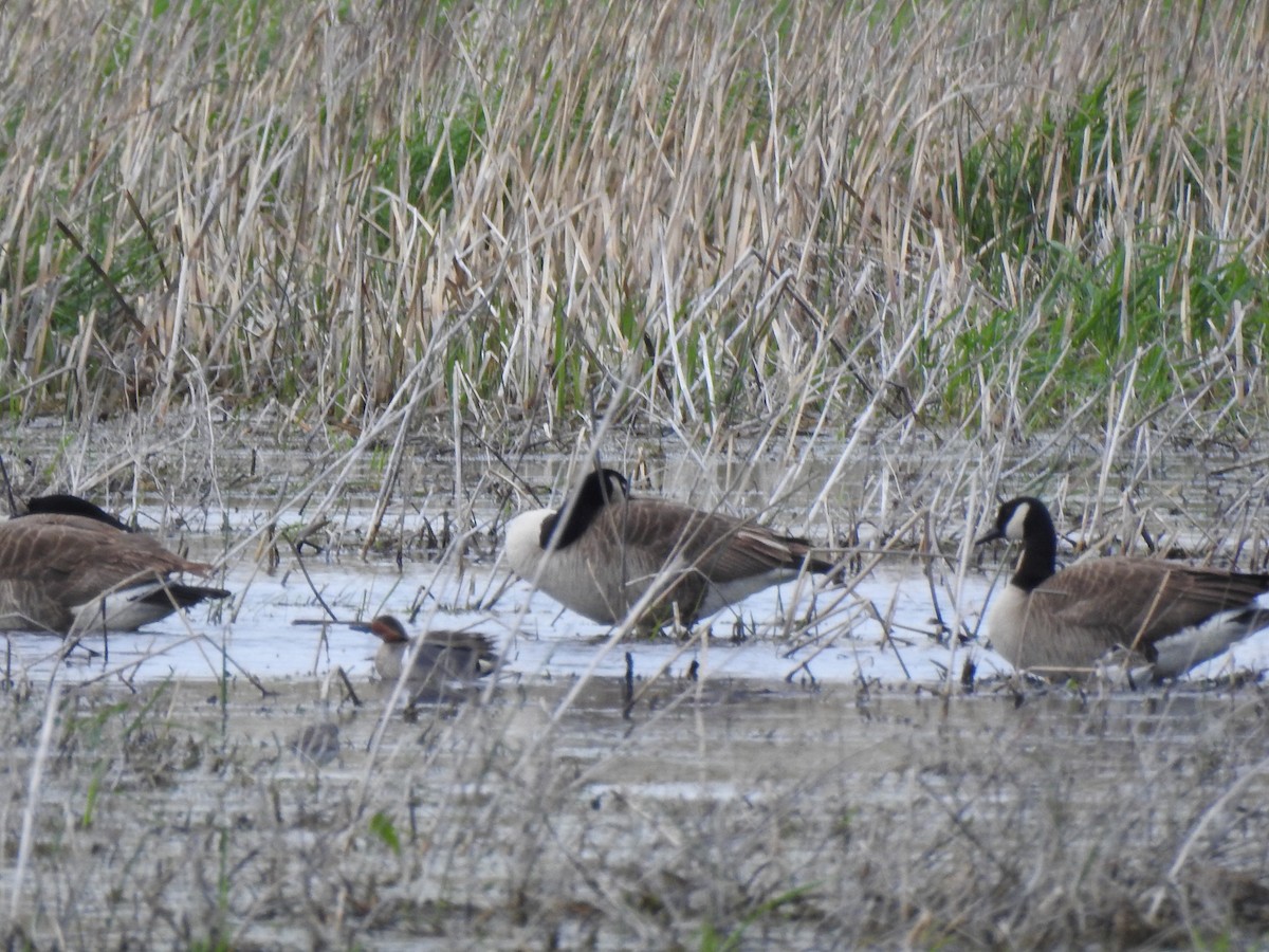 Green-winged Teal (American) - Clayton Will