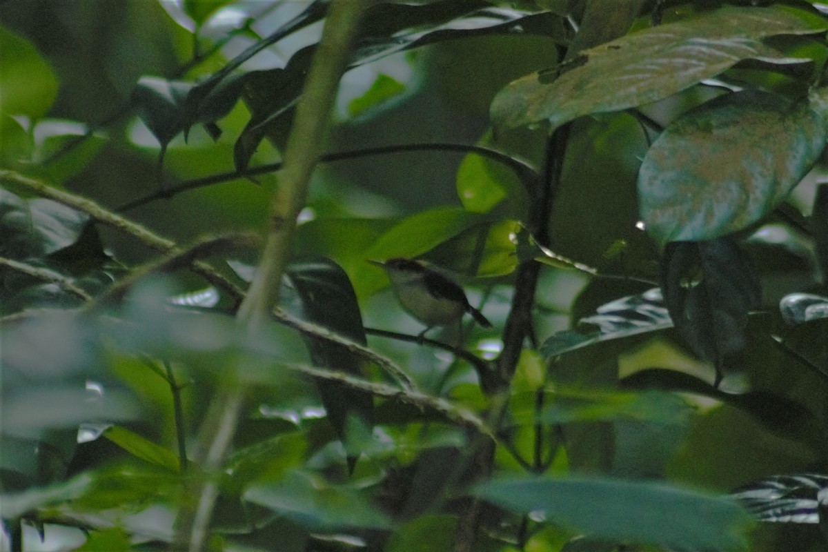 Rufous-tailed Tailorbird - Joshua Chong