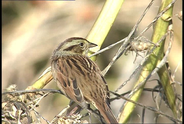 Swamp Sparrow - ML451758