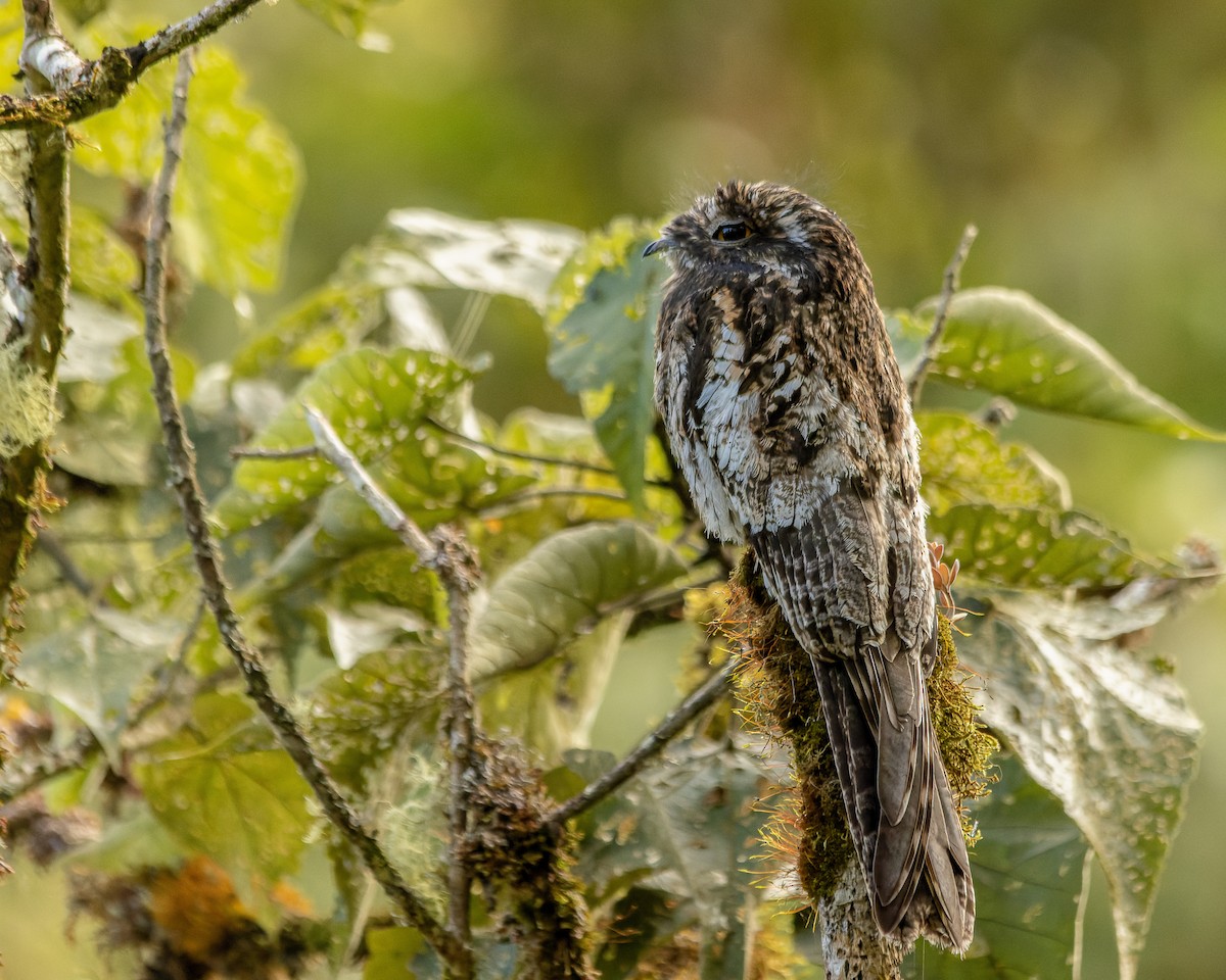 Andean Potoo - ML451763421
