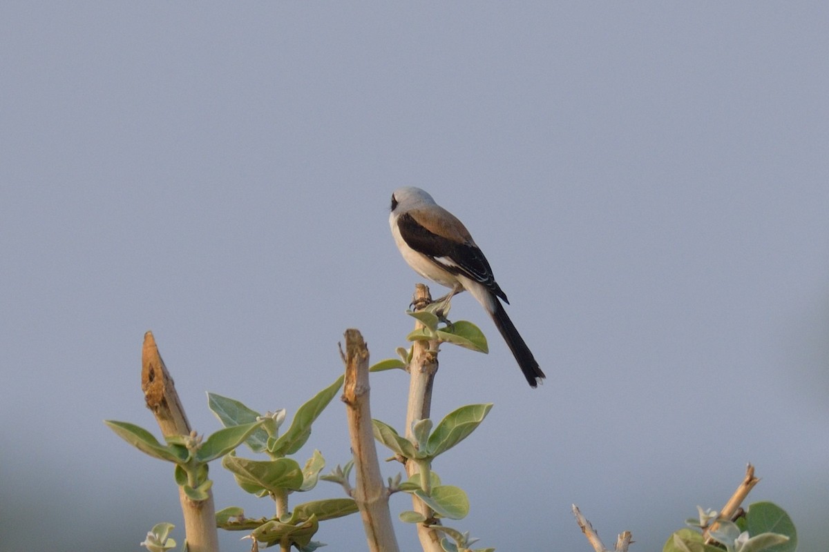 Long-tailed Shrike - ML45176671