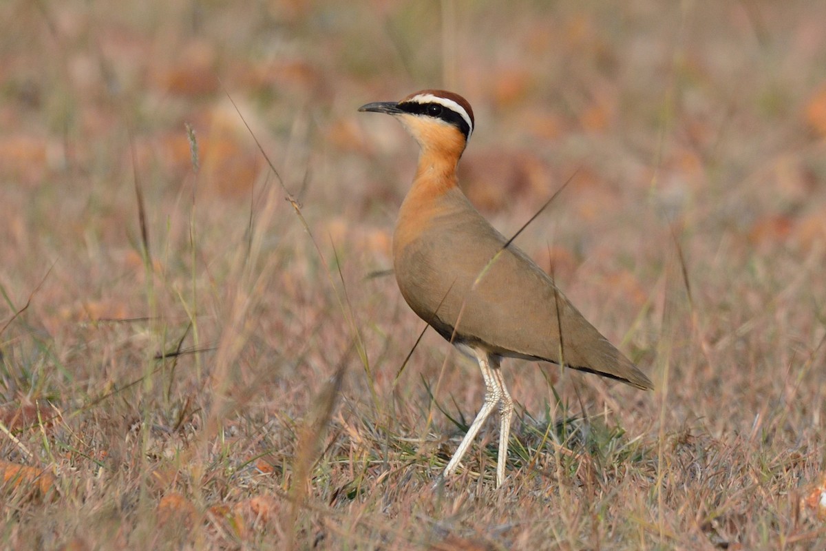 Indian Courser - ML45176711