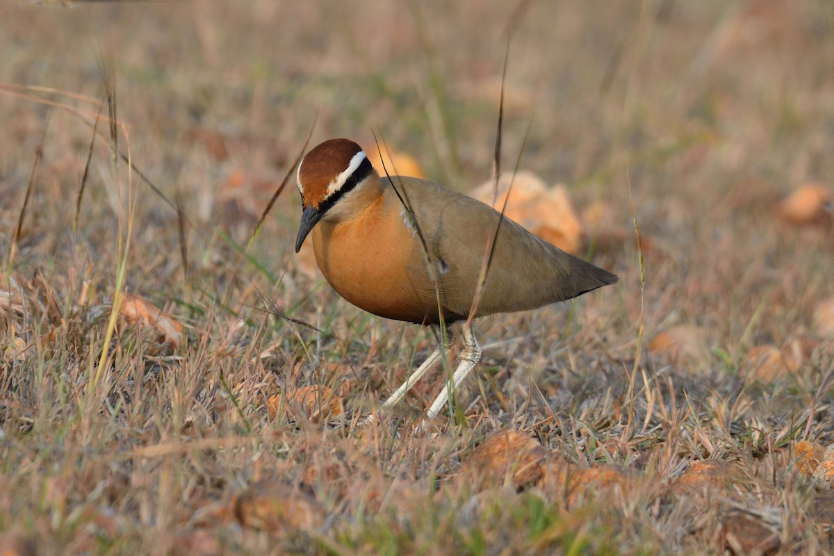 Indian Courser - ML45176741
