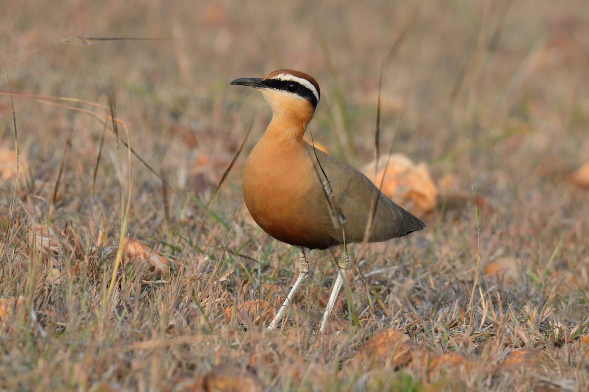 Indian Courser - ML45176751