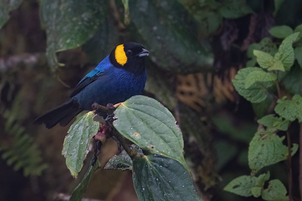 Yellow-scarfed Tanager - ML451768111
