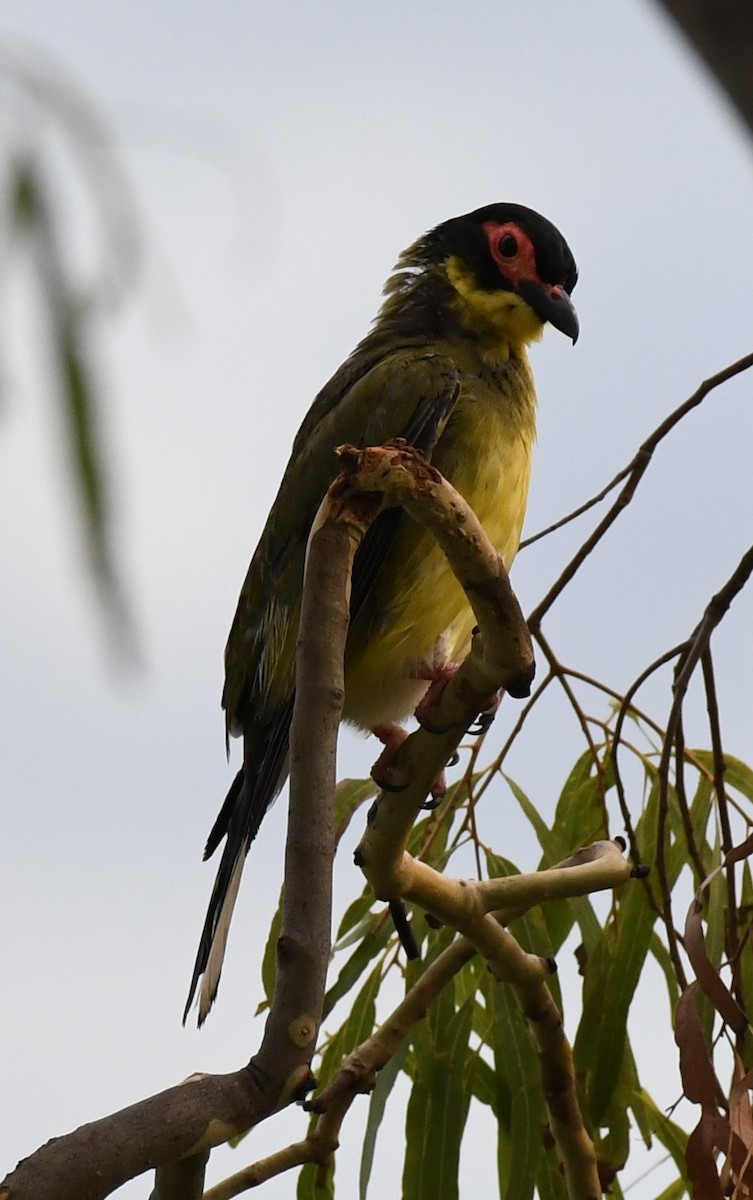Australasian Figbird - ML45176821