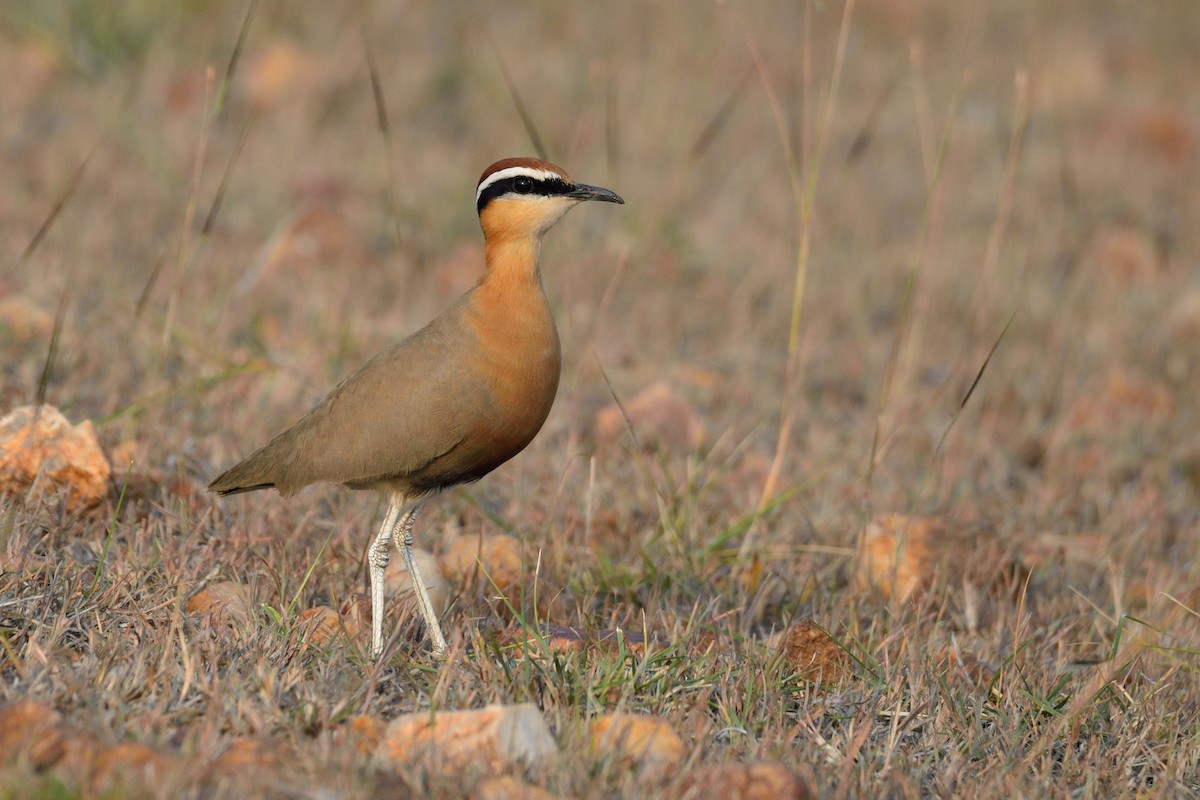 Indian Courser - ML45176881