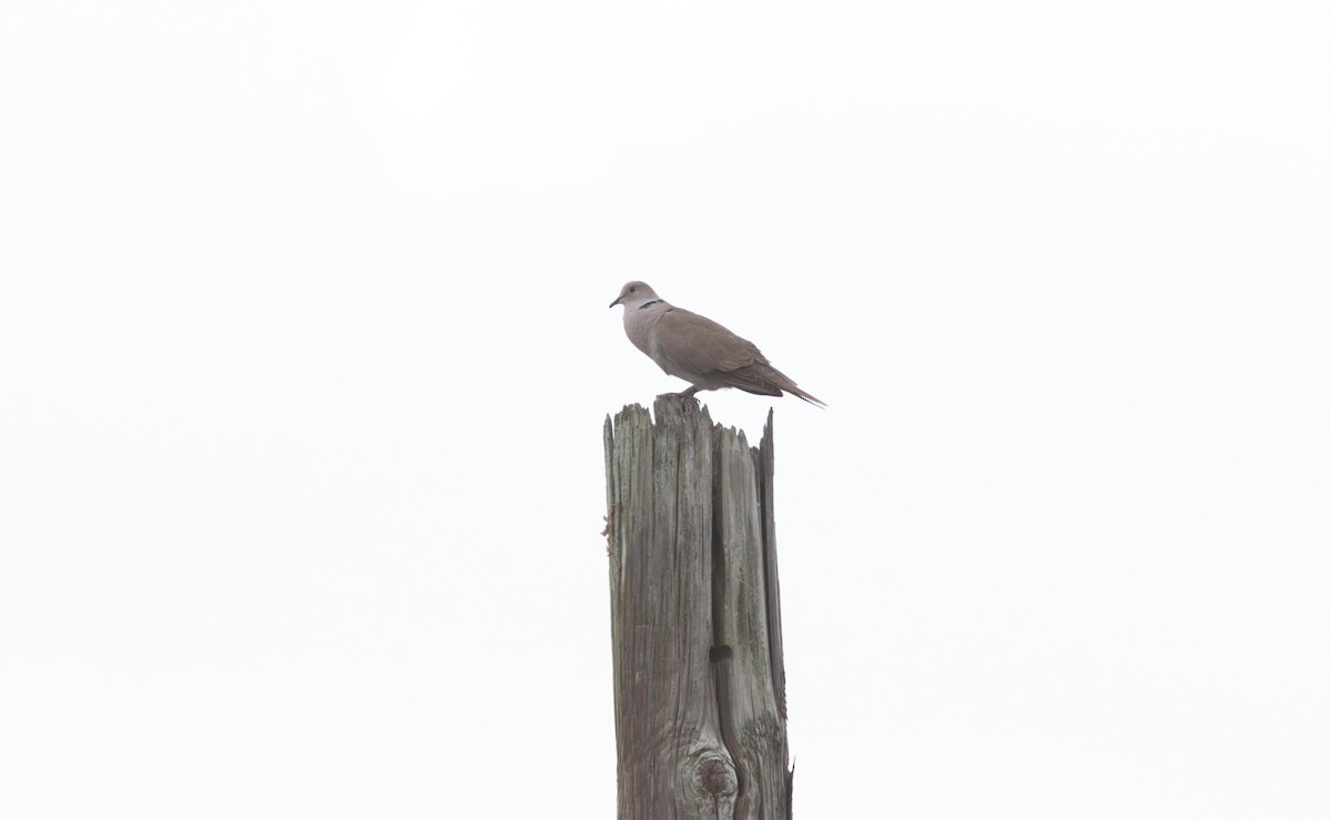 African Collared-Dove - ML451769361