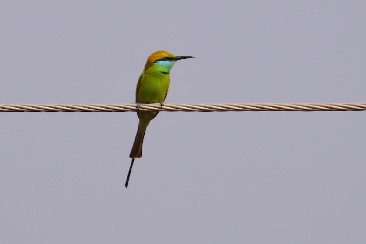 Asian Green Bee-eater - ML45177701