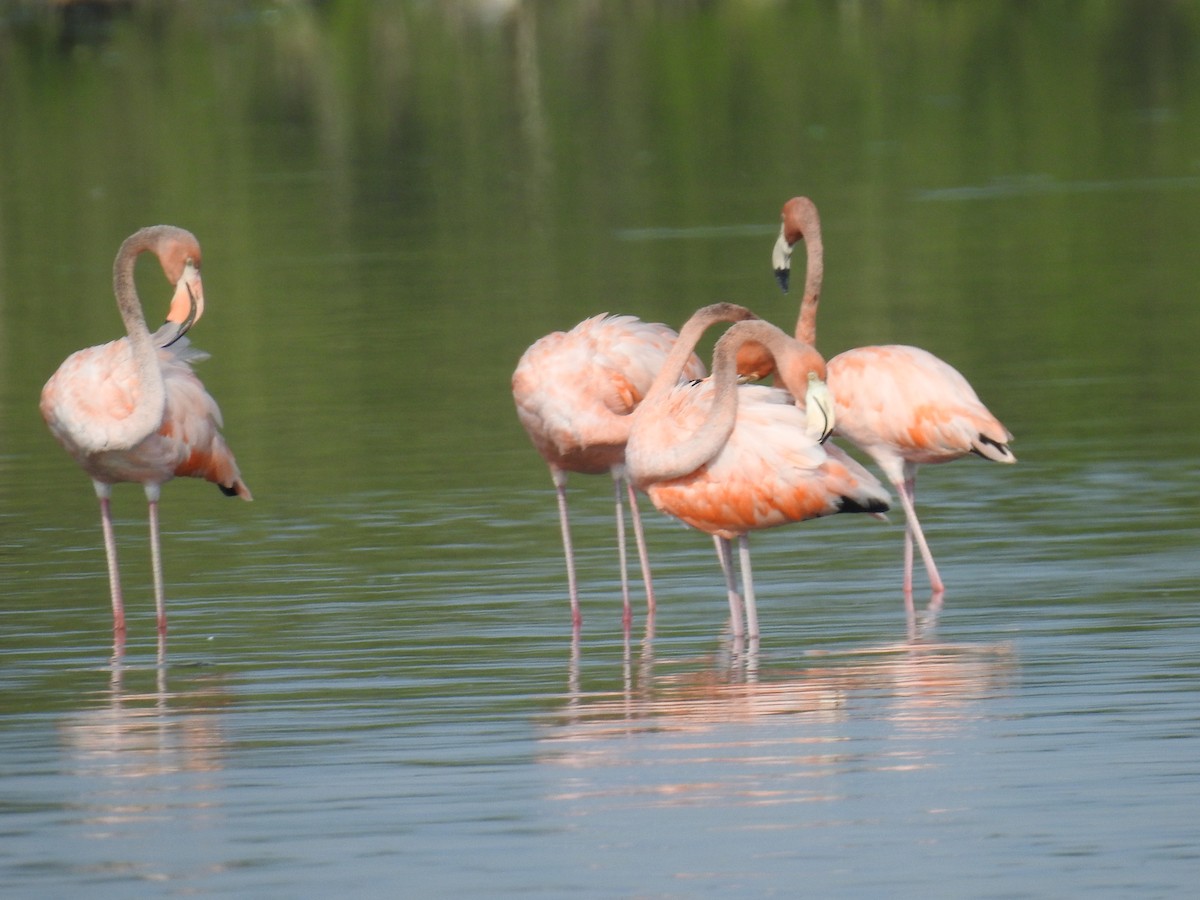 Amerika Flamingosu - ML451778881