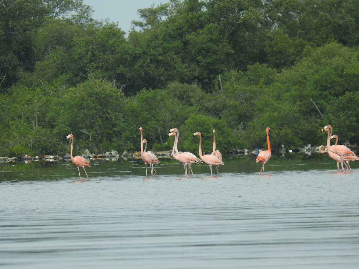 Amerika Flamingosu - ML451778951