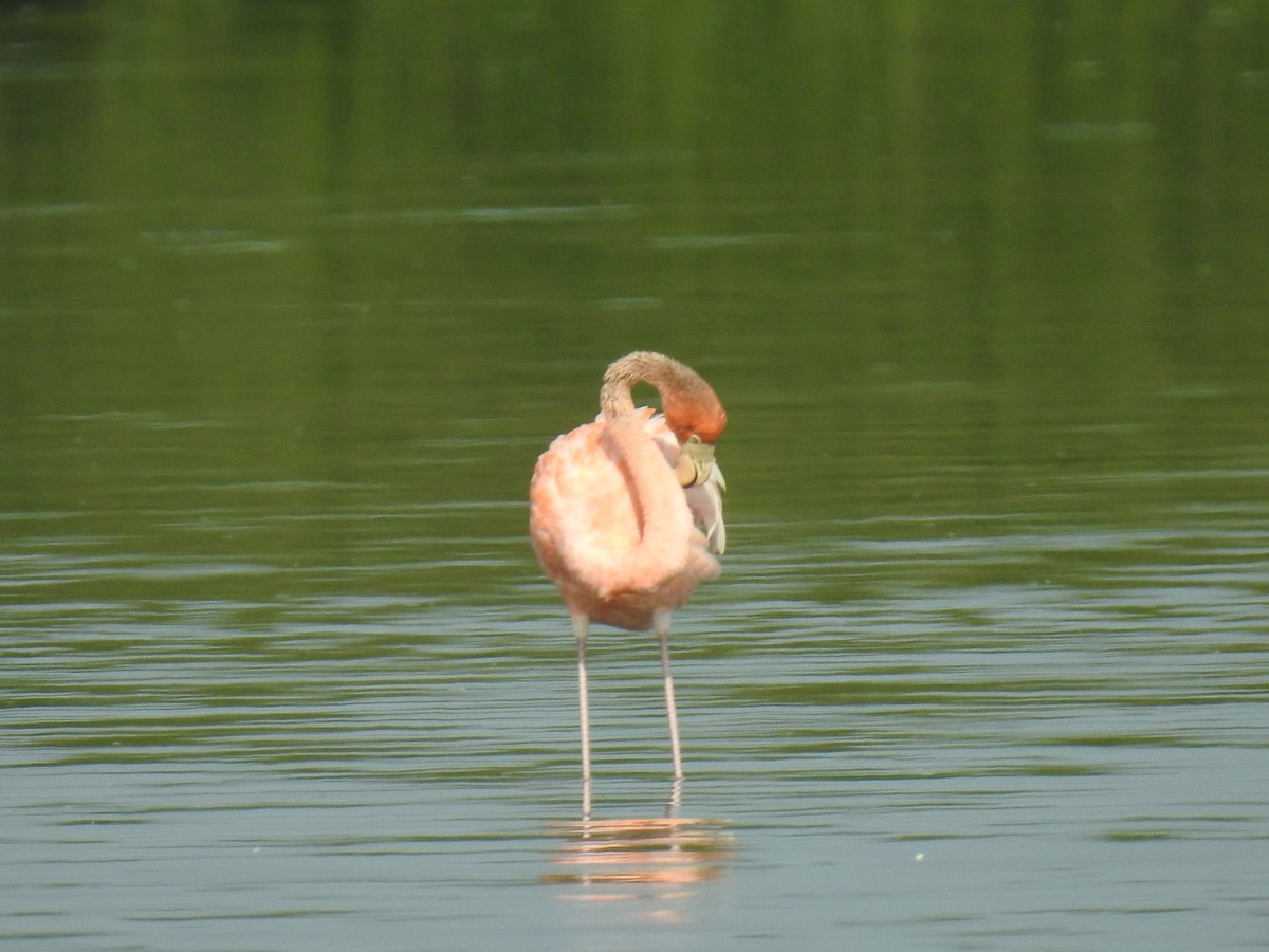Amerika Flamingosu - ML451779011