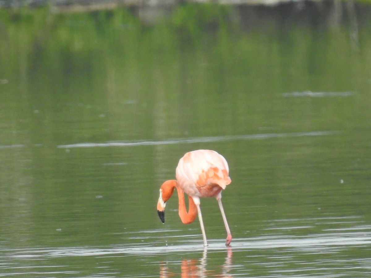 Amerika Flamingosu - ML451779091
