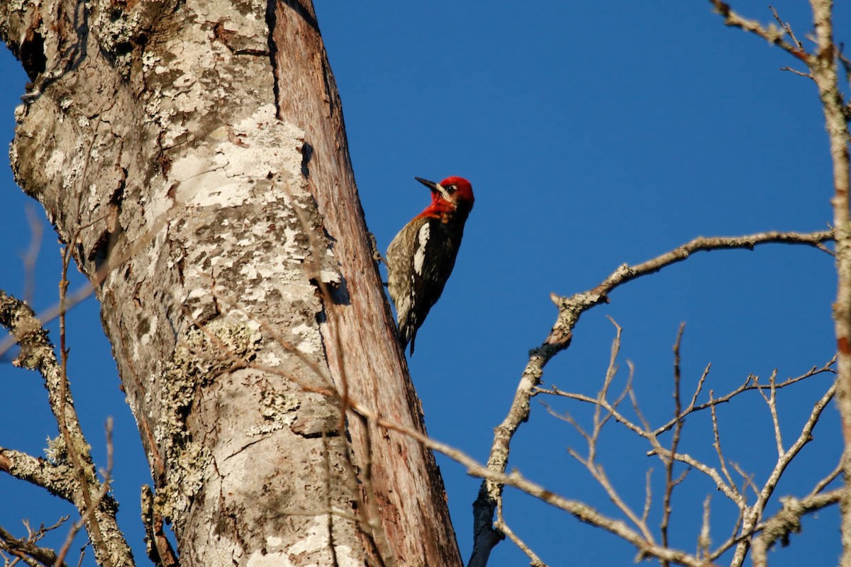 Red-breasted Sapsucker - ML451779641